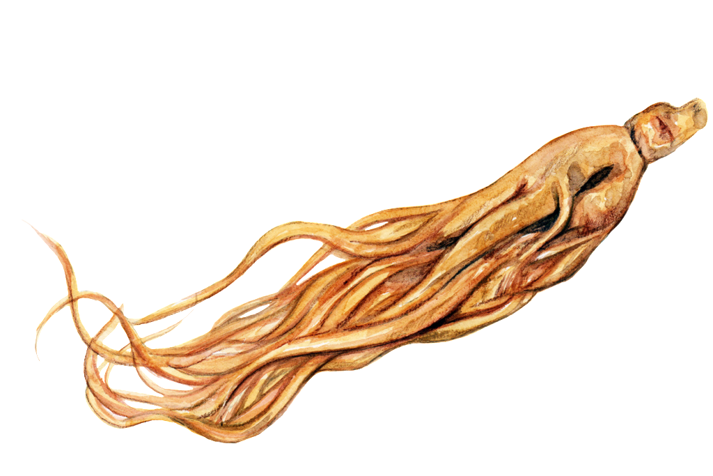 1024x683 Ginseng And Ginger Artist