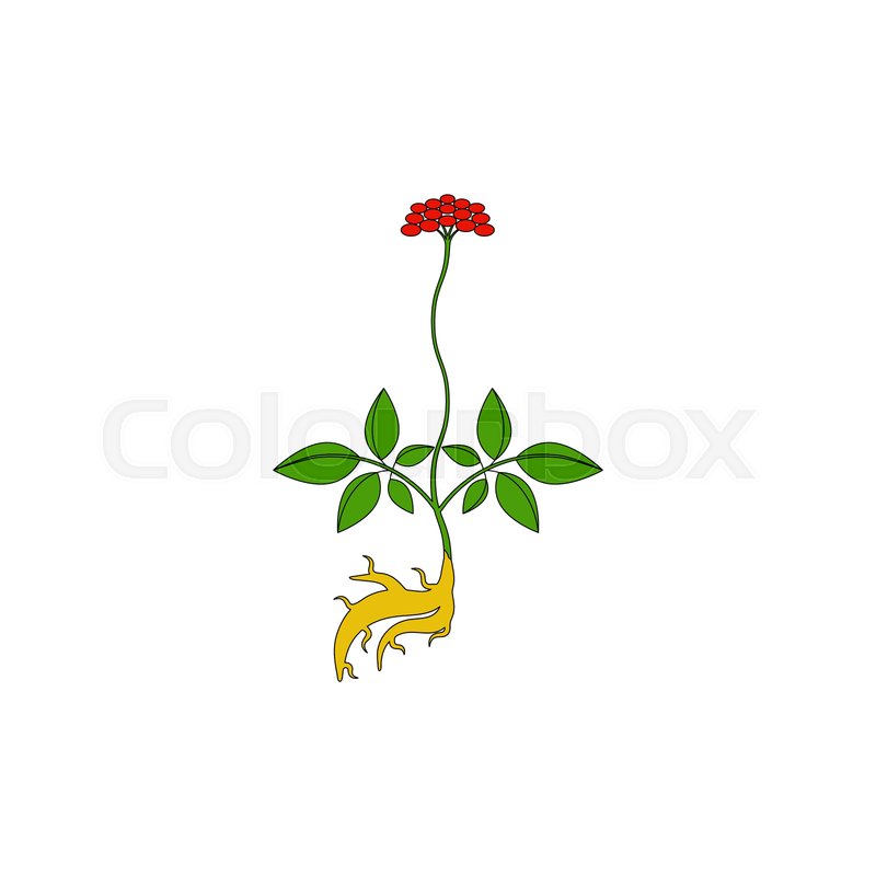 800x800 ginseng medicinal herb, color icon stock vector colourbox