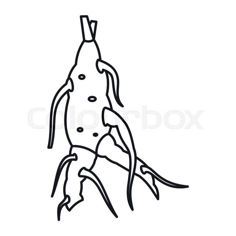 800x800 Ginseng Panax Root Icon In Outline Stock Vector Colourbox