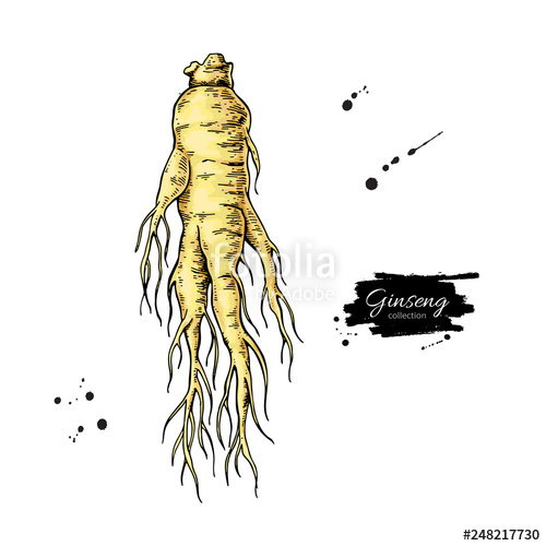 500x500 Ginseng Vector Drawing Medical Plant Sketch Botanica Stock