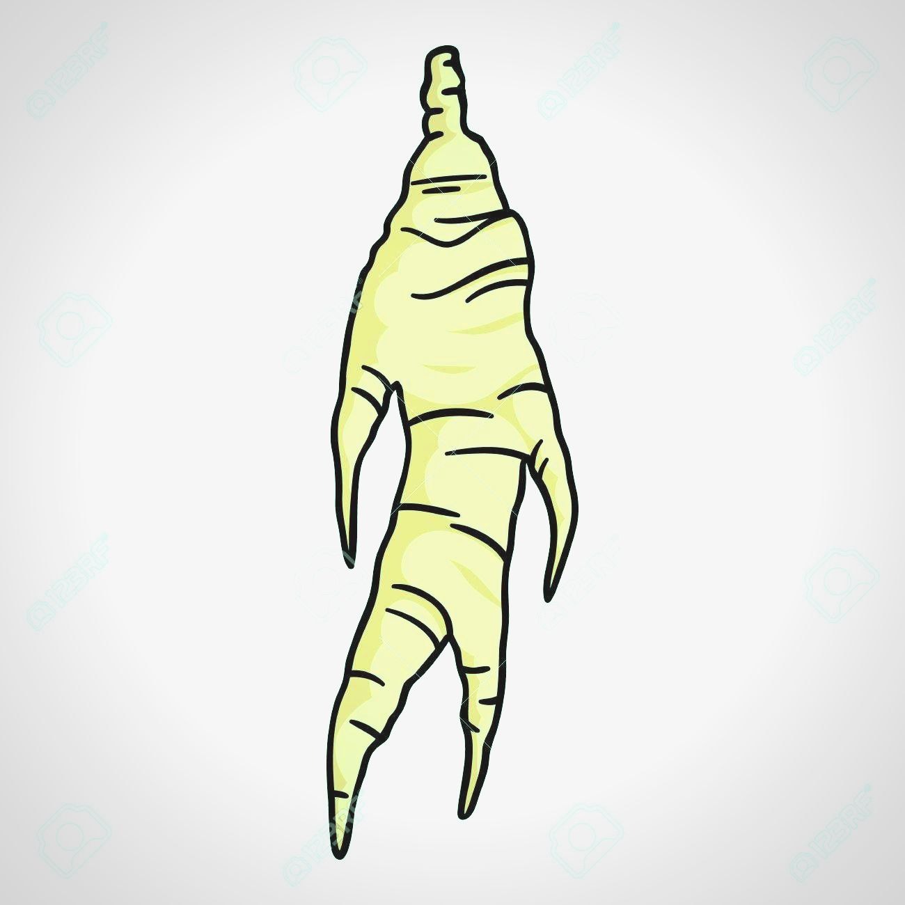 1300x1300 Green Ginseng