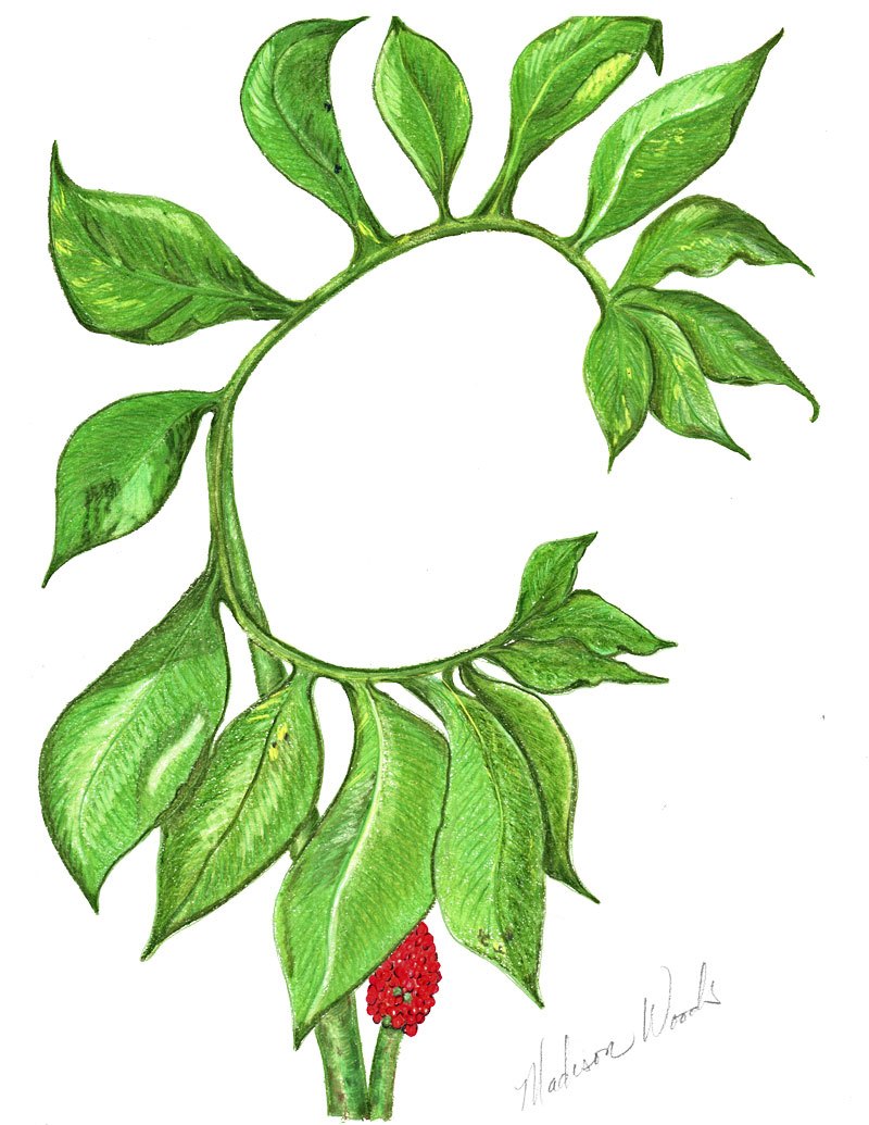 800x1035 A Green Dragon Drawing Wild Ozark