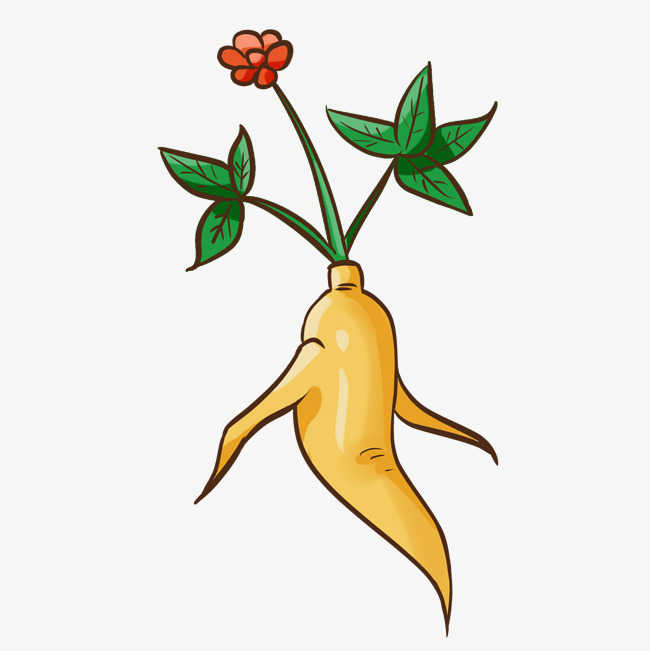 650x651 Health Herbs Wild Ginseng Illustration Image