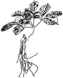 206x256 herbal therapies used