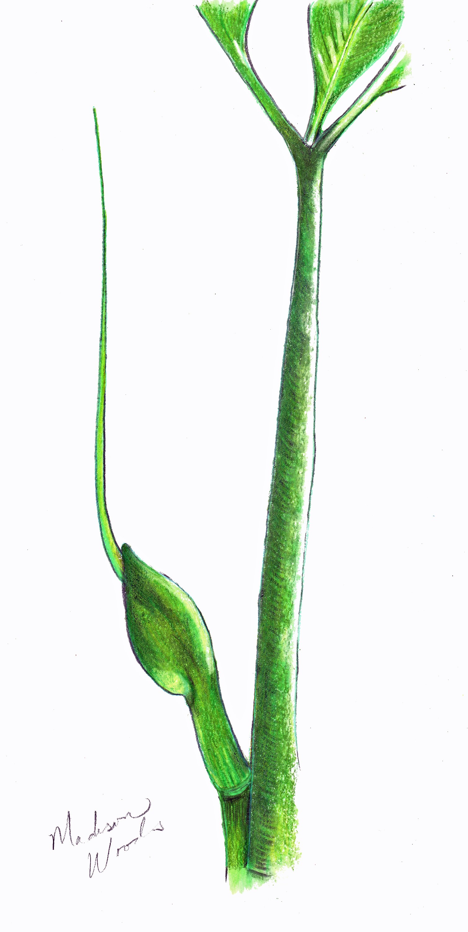 1509x3006 Namesake Of The Dragon