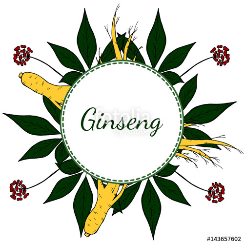 500x500 Root And Leaves Panax Ginseng, Sketch Style Hand Draw Vintage