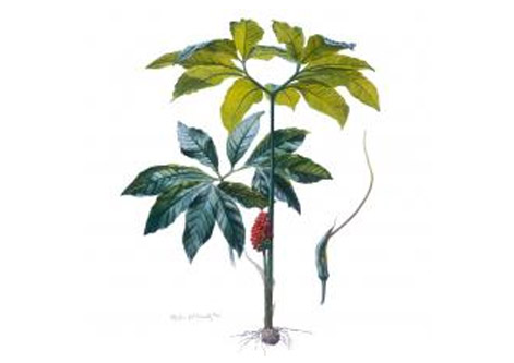 471x333 Botanical Drawing