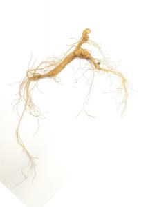 214x300 Transplant Wild Ginseng, China Transplant Wild Ginseng