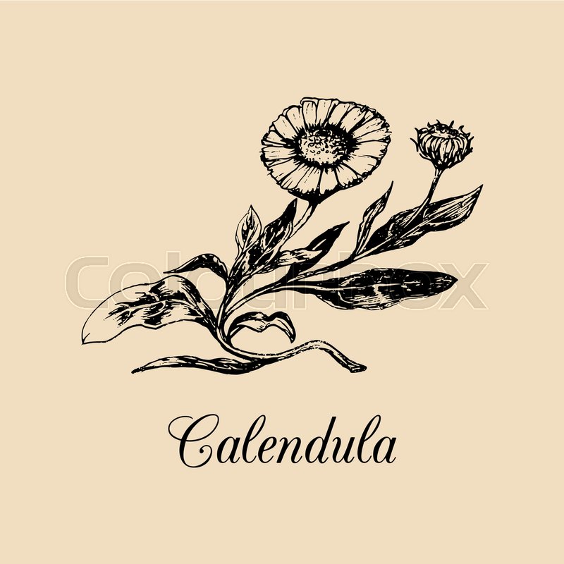 800x800 Vector Calendula Illustration With Stock Vector Colourbox