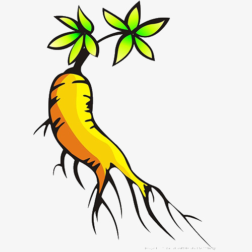 500x500 Cartoon Ginseng, Cartoon Clipart, Ginseng, Wild Ginseng Png Image