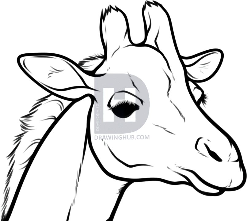 805x720 How To Draw A Giraffe Head, Step