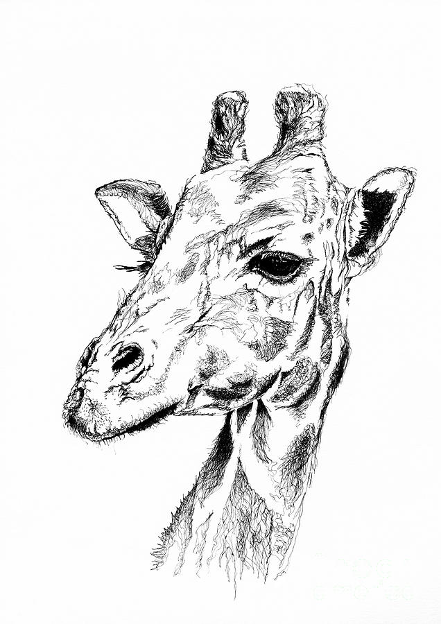 636x900 Young Giraffe Drawing