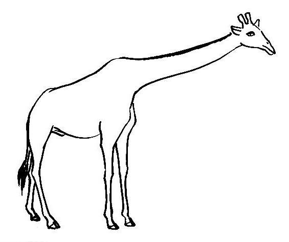 565x473 Giraffe Drawing