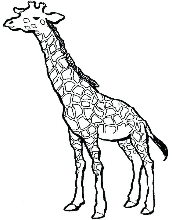 564x720 Giraffe Line Drawing