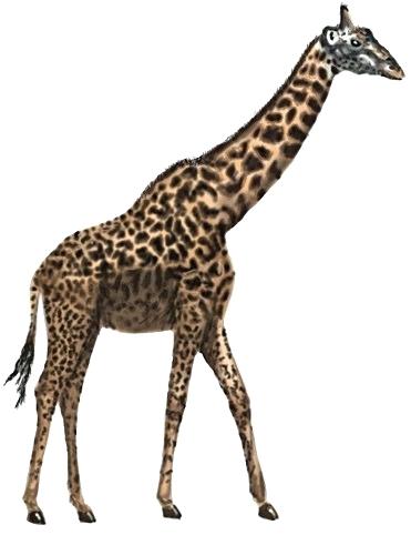 371x491 Drawing A Giraffe Cute Giraffe Drawing Easy