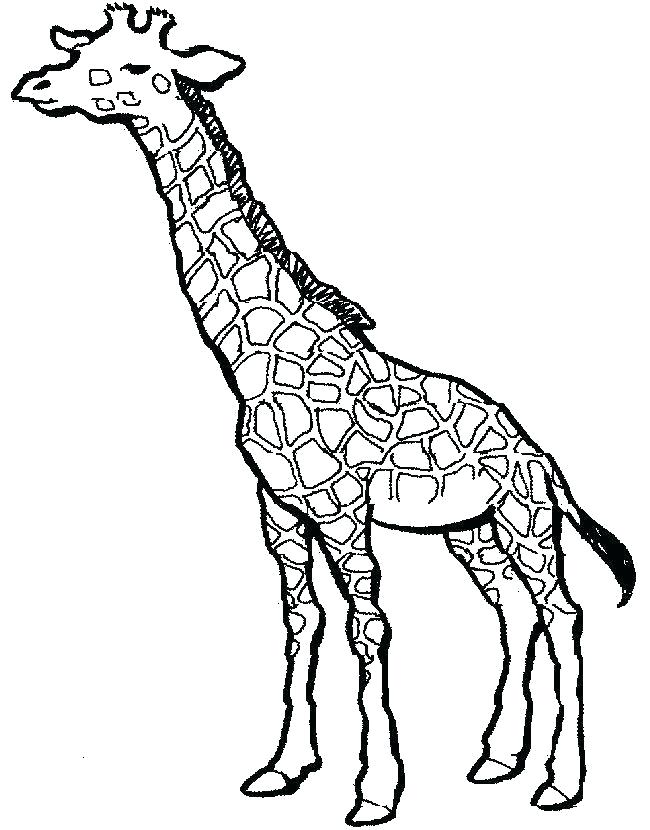 650x830 Drawing Animal Giraffe Drawing Cute Animals Step