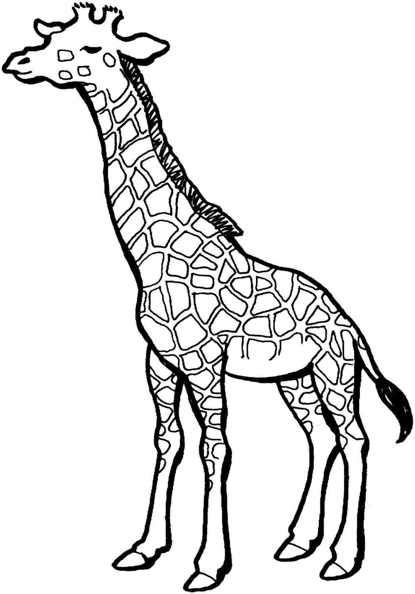 1363x1951 Easy Giraffe Drawing Biro Drawing Baby Roomjungle Artwork