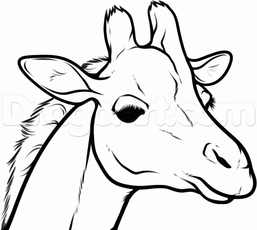 870x778 How To Draw A Giraffe Head, Step