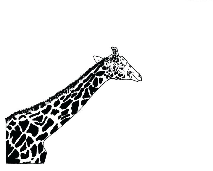 720x580 Drawings Of Giraffes Running