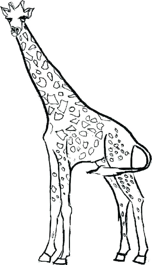 588x1024 coloring pages giraffe printable baby klubfogyas
