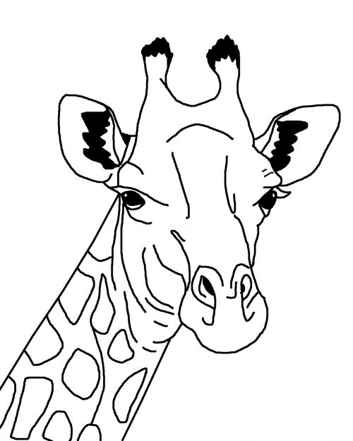 500x625 Free Photos Giraffe Outline Illustration Search, Download