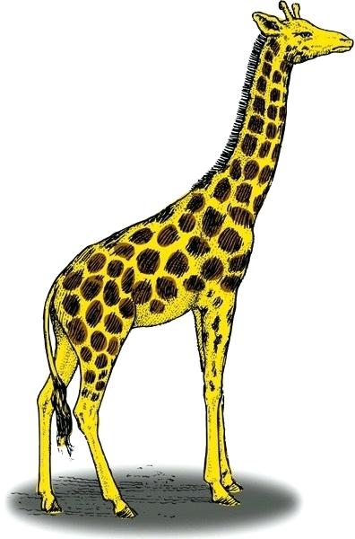 396x600 Giraffe Draw Running