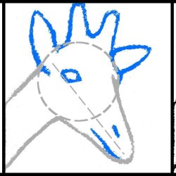 250x250 Baby Giraffe Drawing Easy Face Step Sketch