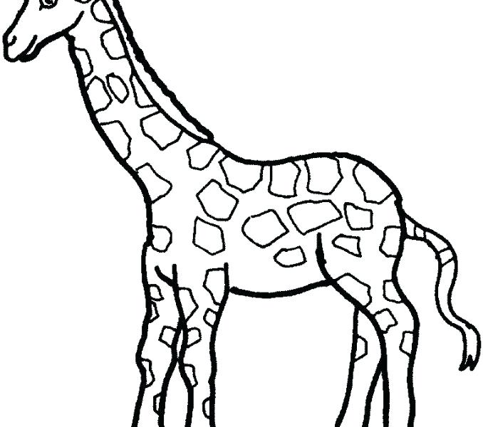 678x600 giraffe drawing easy how to draw a giraffe for kids step giraffe