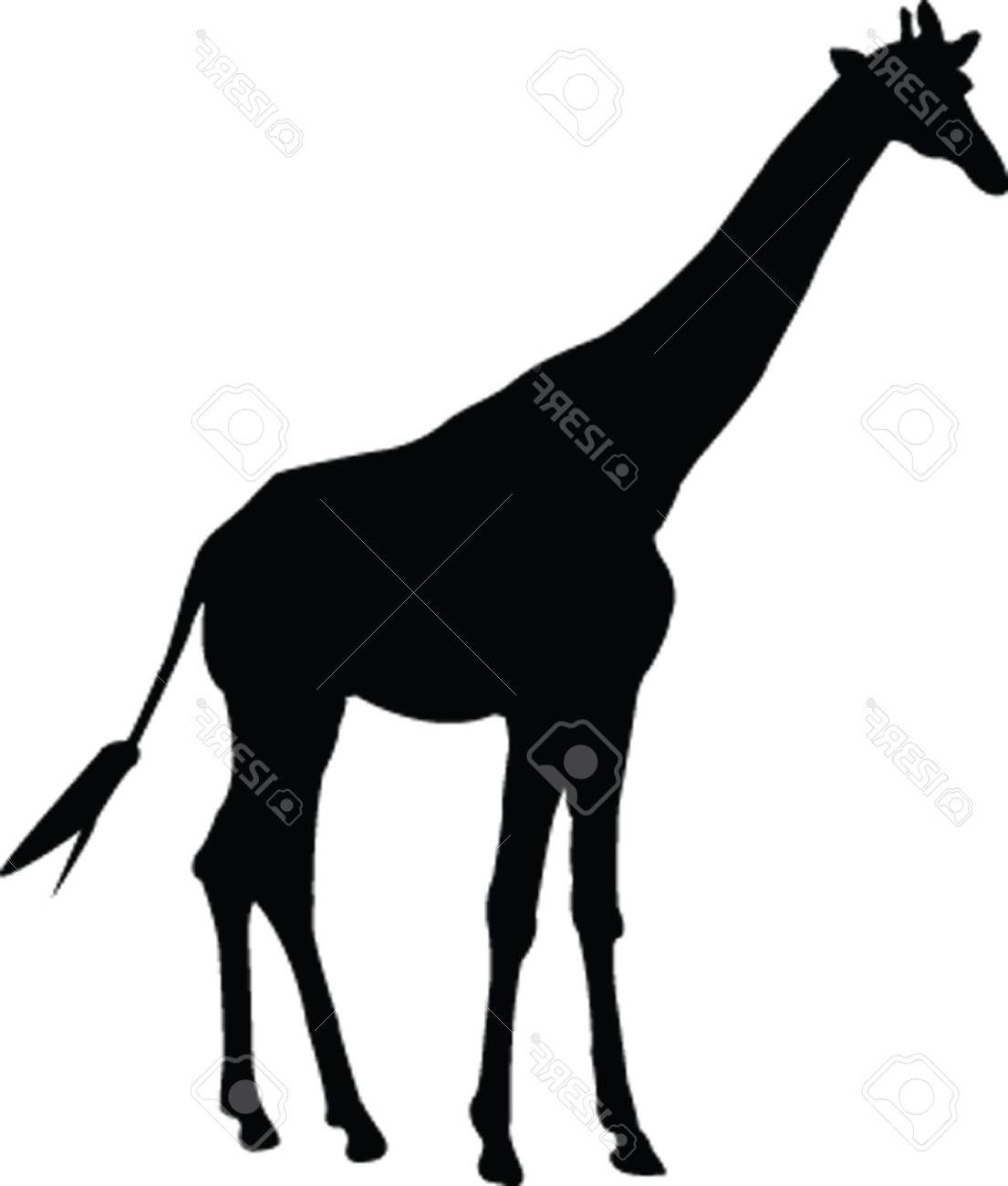 1105x1300 Giraffe Silhouette Drawing