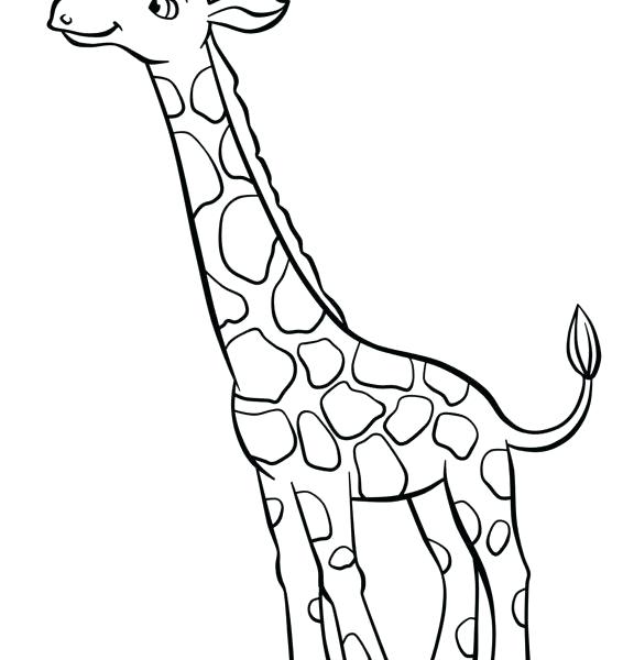 566x600 Easy To Draw Giraffes Giraffe Pictures For Kids How To Draw