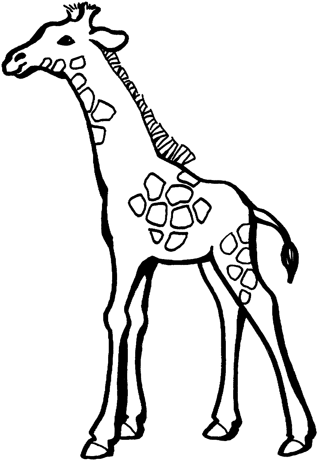 1035x1500 Giraffe Drawing Cliparts