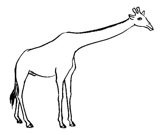 565x473 giraffe drawing images art artist drawing giraffe art giraffe