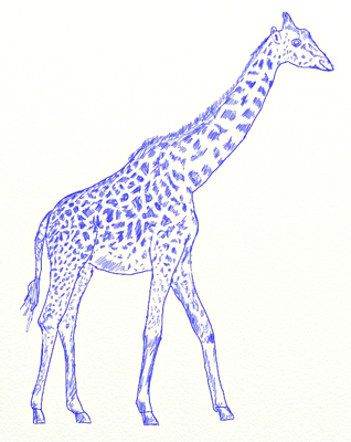 318x400 How To Draw A Giraffe Giraffe Pattern With A Pencil In Stages
