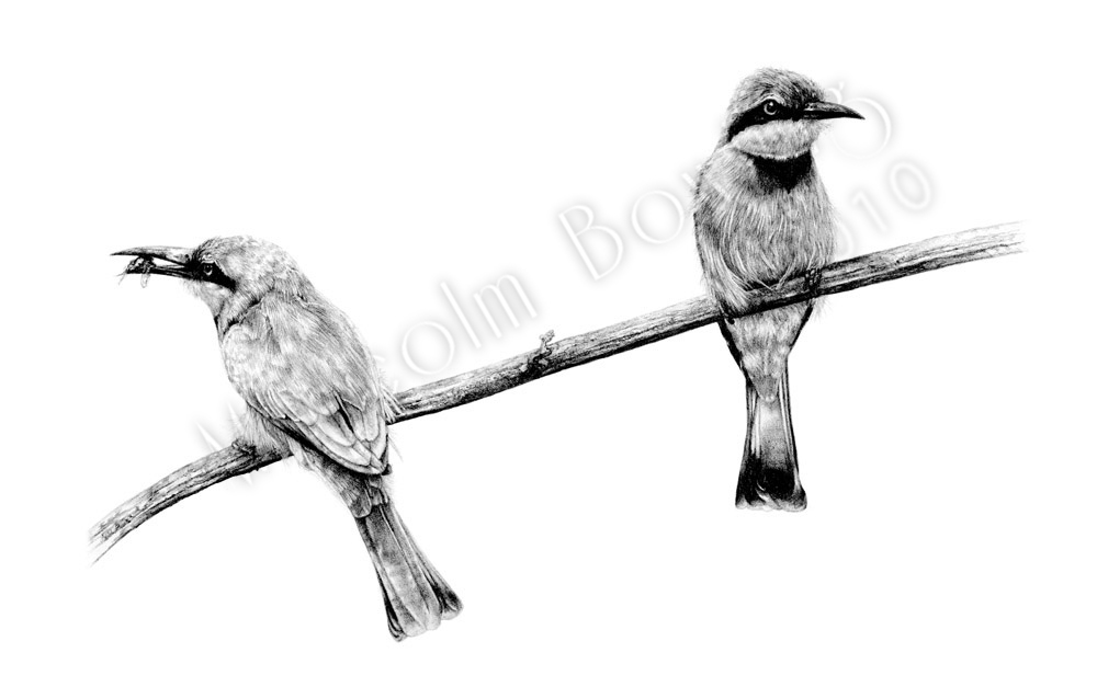 1000x627 The World's Newest Photos Of Giraffe And Pencil