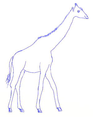 300x377 How To Draw A Giraffe