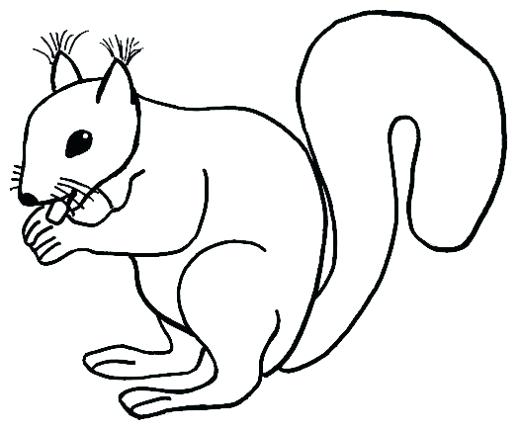 520x431 Squirrel Drawing Easy
