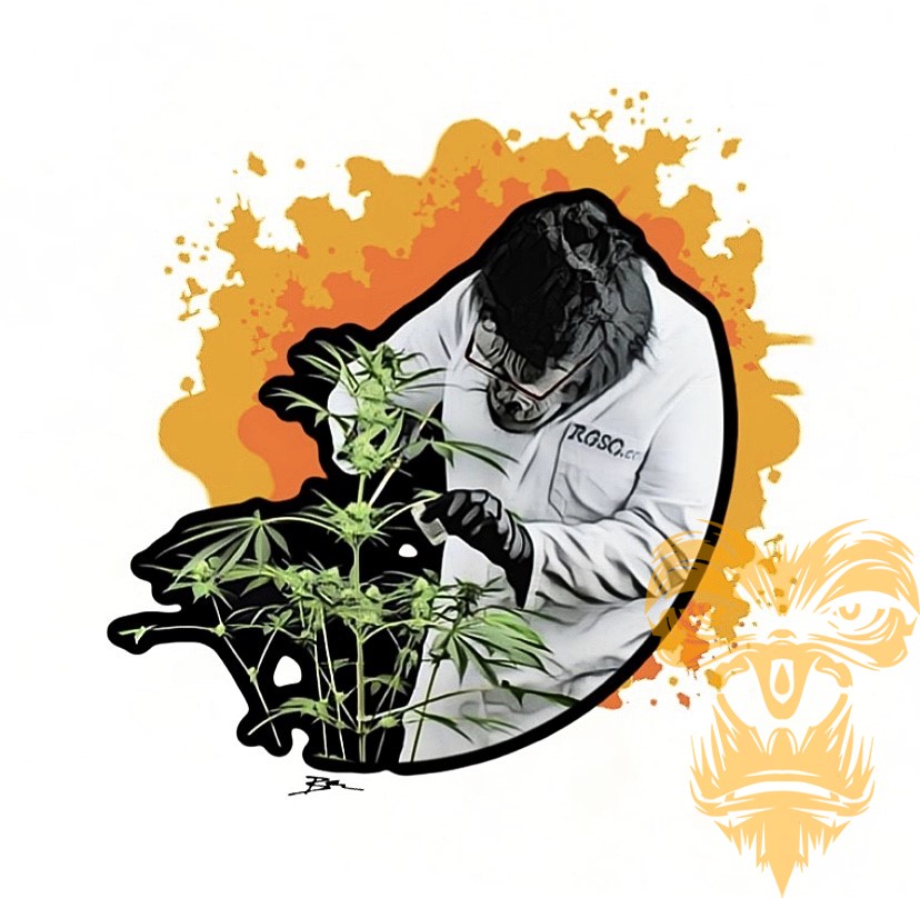 828x808 Girl Scout Cookies Fems Real Gorilla Seeds