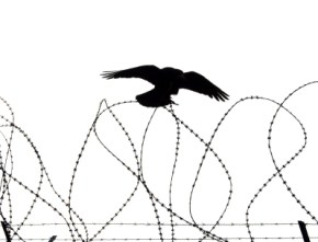 290x221 The Girl With Dead Flowers In Her Hair