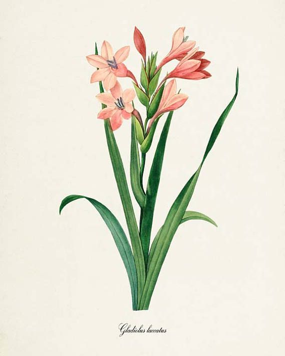 570x713 Gladiola Flower Art Print, Botanical Art Print, Flower Wall Art