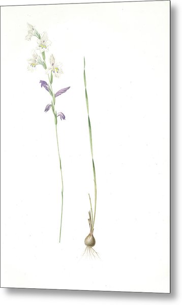 358x600 gladiolus orobanche, gladiolus brevifolius drawing