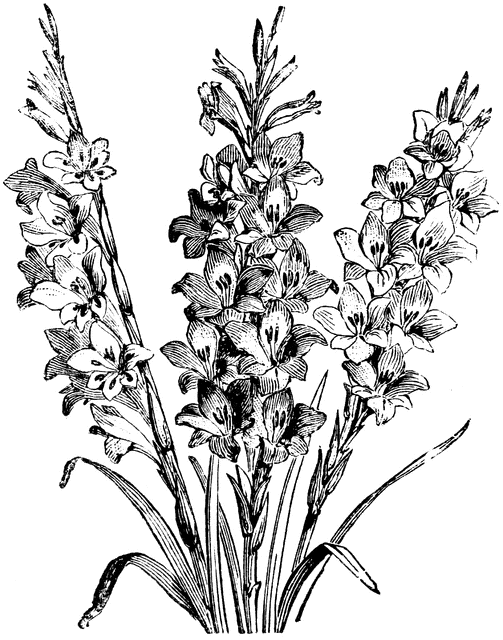 503x640 gladiolus drawing