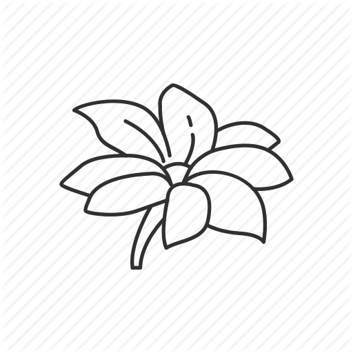 512x512 collection of free gladiolus drawing jasmine flower download on ui ex