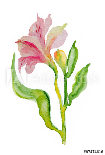 340x500 Flowers Pink Alstromeries, Watercolor