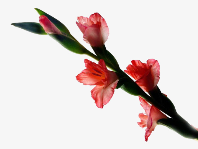 650x489 gladiolus png, vectors, and clipart for free download