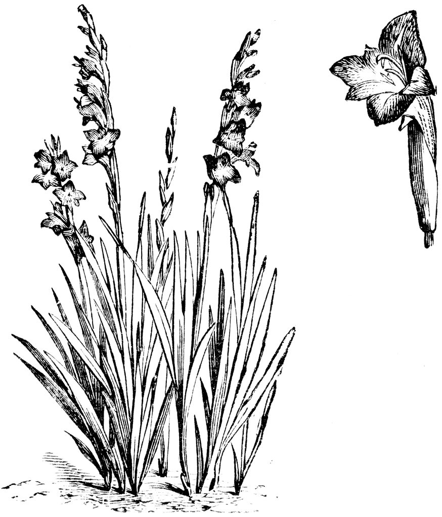 874x1024 habit and detached single flower of gladiolus psittacinus