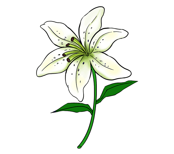 678x600 How To Draw A Lily Step