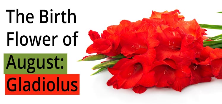 748x350 read more about gladiolus the birth flower of august