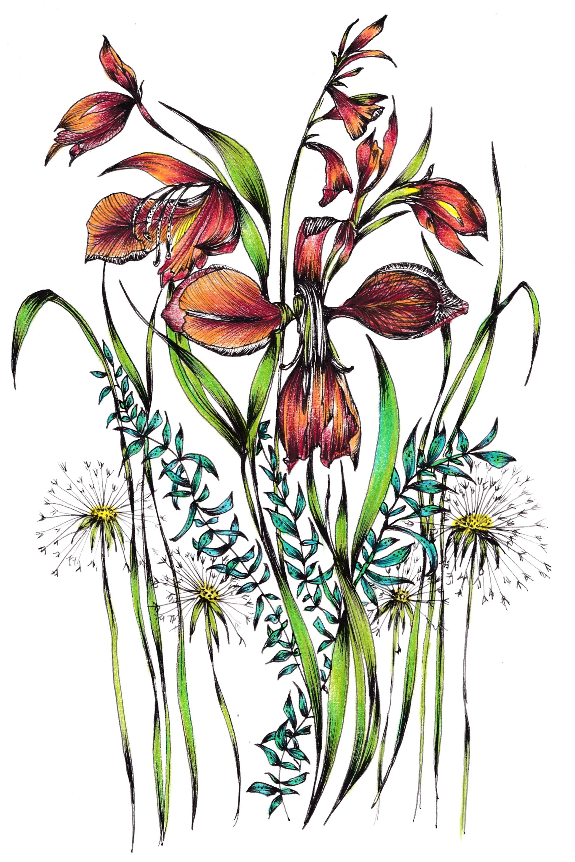 Gladiolus Flower Drawing | Free download on ClipArtMag