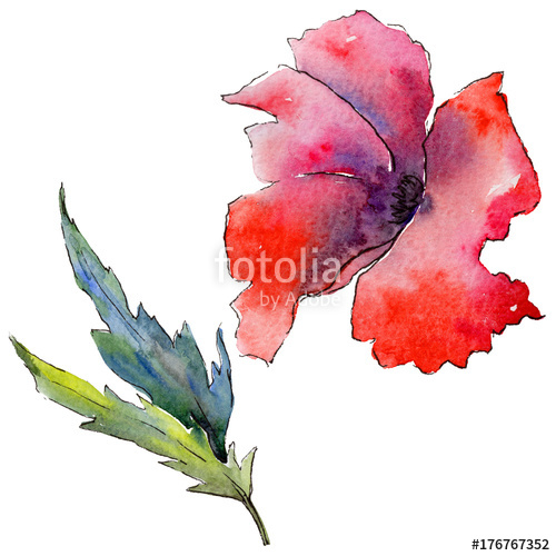 500x500 wildflower poppy flower in a watercolor style isolated full name