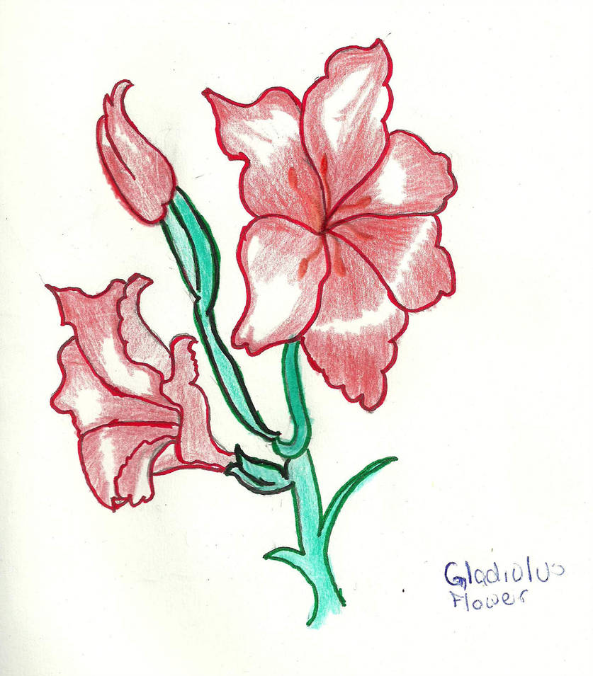 837x955 a gladiolus flower red